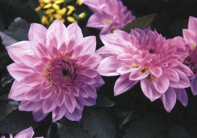 中国盆栽植物怎么生产的4个概况 图片