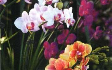 中国盆栽植物怎么生产的4个概况 图片