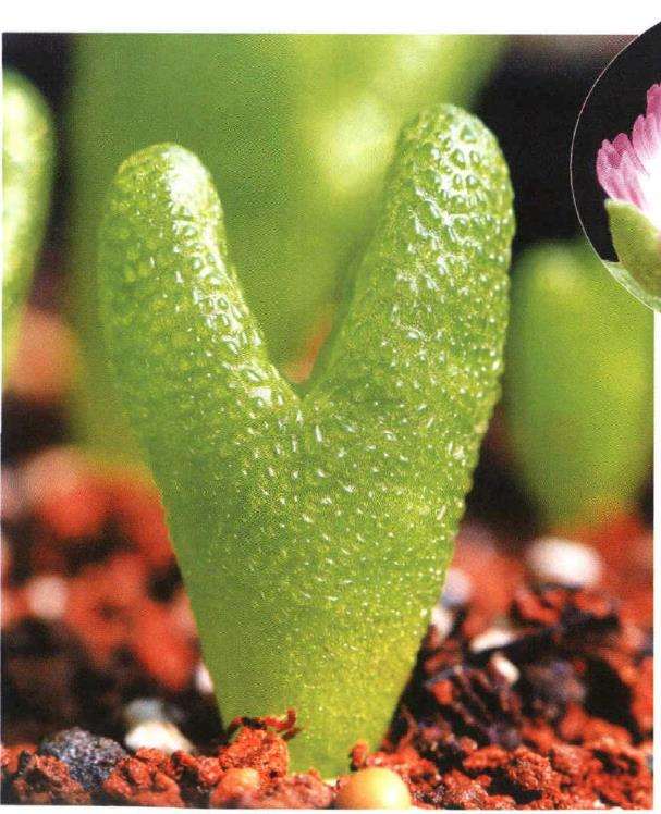 趣味盎然的番杏科多肉植物