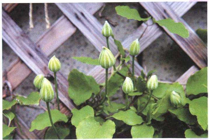 花园植物