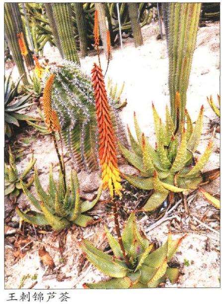 丝绸之路识芦荟多肉植物