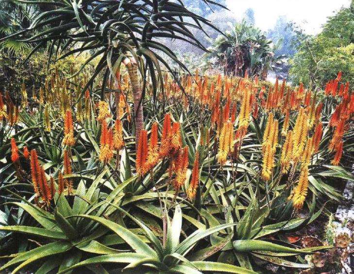 丝绸之路识芦荟多肉植物