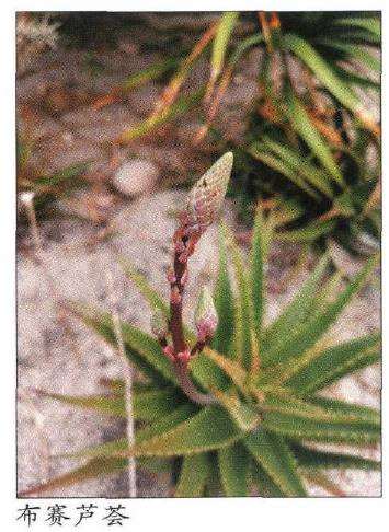 丝绸之路识芦荟多肉植物