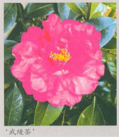 湖南长沙花农登录两个茶花新品种
