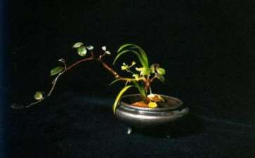 禅意与花艺及茶艺的不解之缘 图片