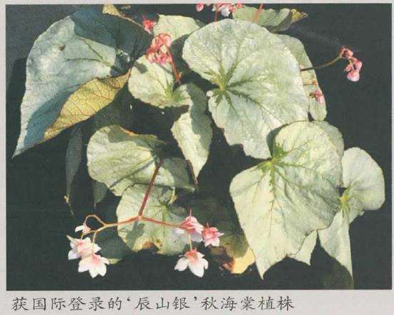 秋海棠新品种获国际登录