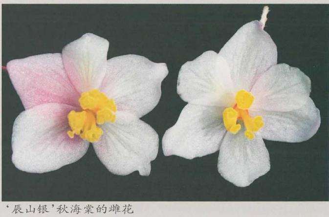 秋海棠新品种获国际登录