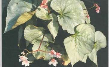 秋海棠新品种获国际登录 图片