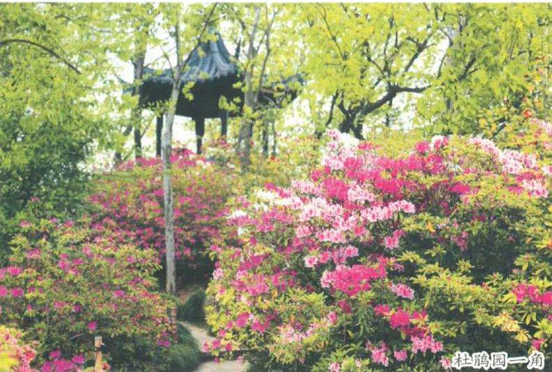 1988年 建成上海盆景植物园 图片