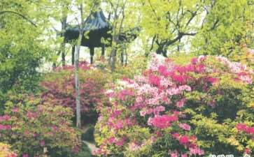 1988年 建成上海盆景植物园 图片