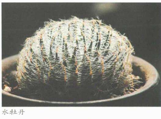 叶多肉植物有哪些