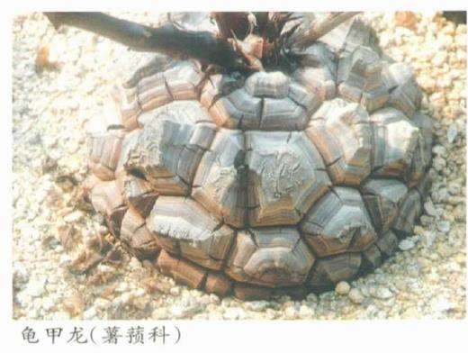 茎多肉植物和茎干状多肉植物有什么区别