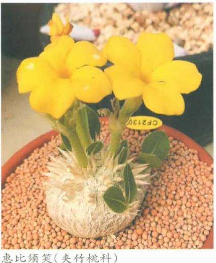 茎多肉植物和茎干状多肉植物有什么区别