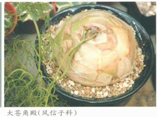 茎多肉植物和茎干状多肉植物有什么区别