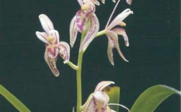 我的爷爷是怎么种植建兰的 图片