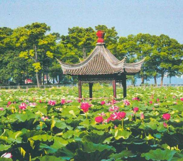 怎么大面积种植荷花的4个问题 图片