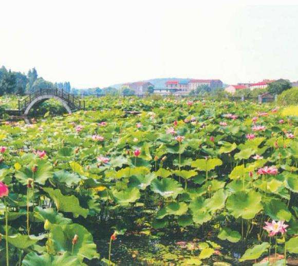 为什么荷花叶片片不挺立