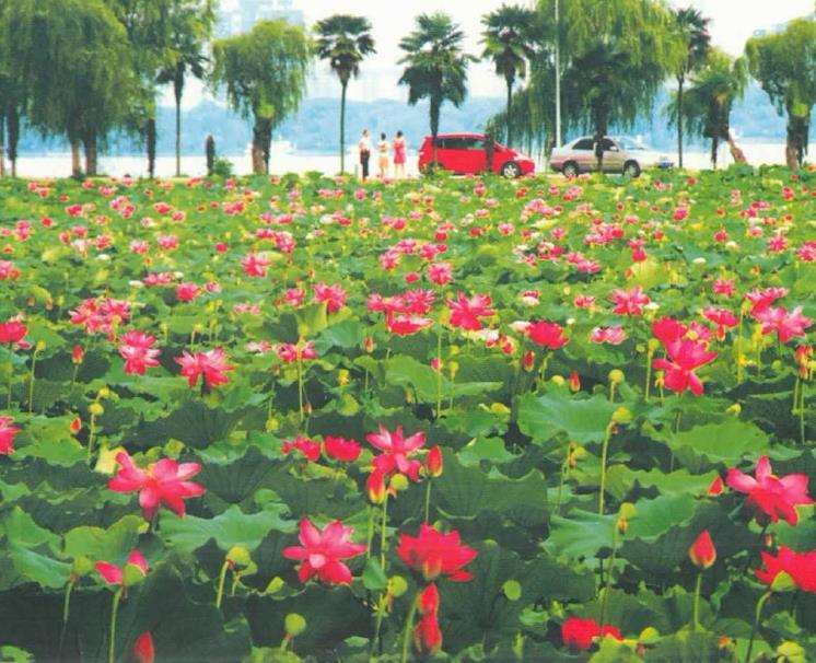 家庭园艺推广荷花的2个问题