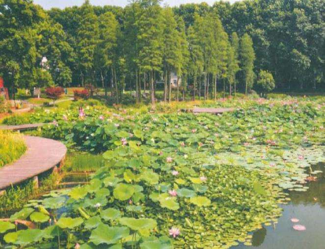 家庭园艺推广荷花的2个问题