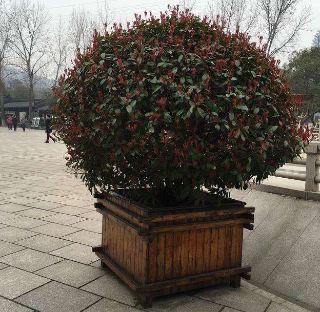 石楠盆景怎么修剪的3个方法 图片