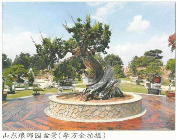 园林桩景节点怎么营造的7个方法