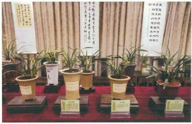 绍兴市第五届建兰品赏会在越王兰苑举行