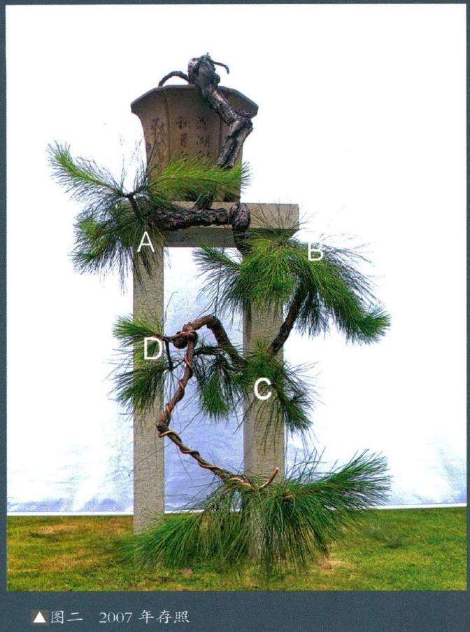 图解 悬崖盆景制作的5个要点