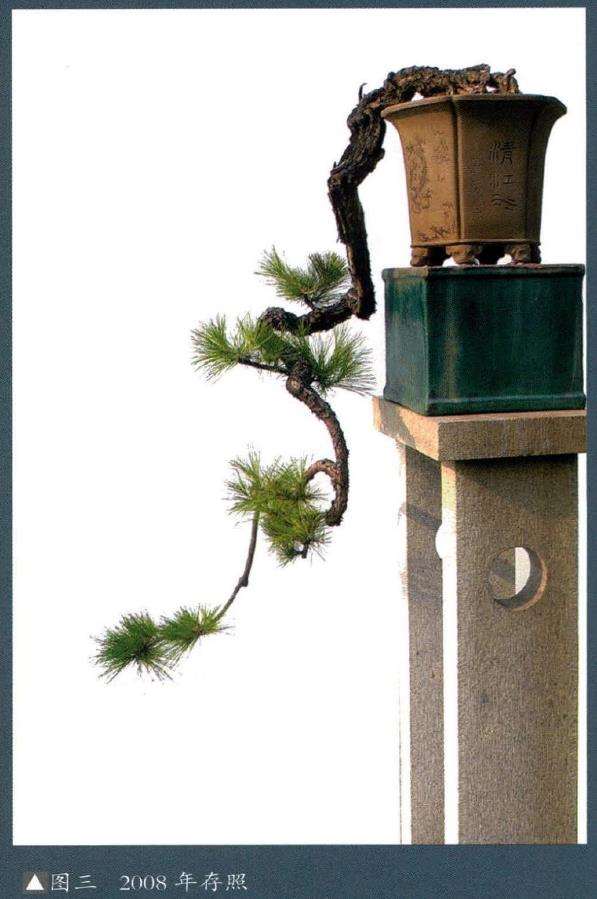 图解 悬崖盆景制作的5个要点