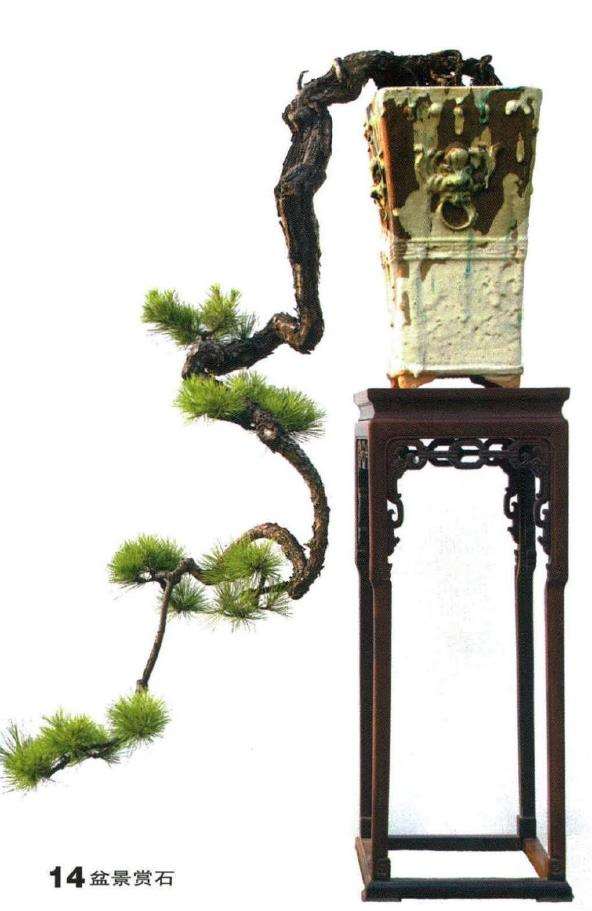 图解 悬崖盆景制作的5个要点