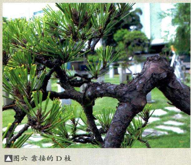 图解 悬崖盆景制作的5个要点