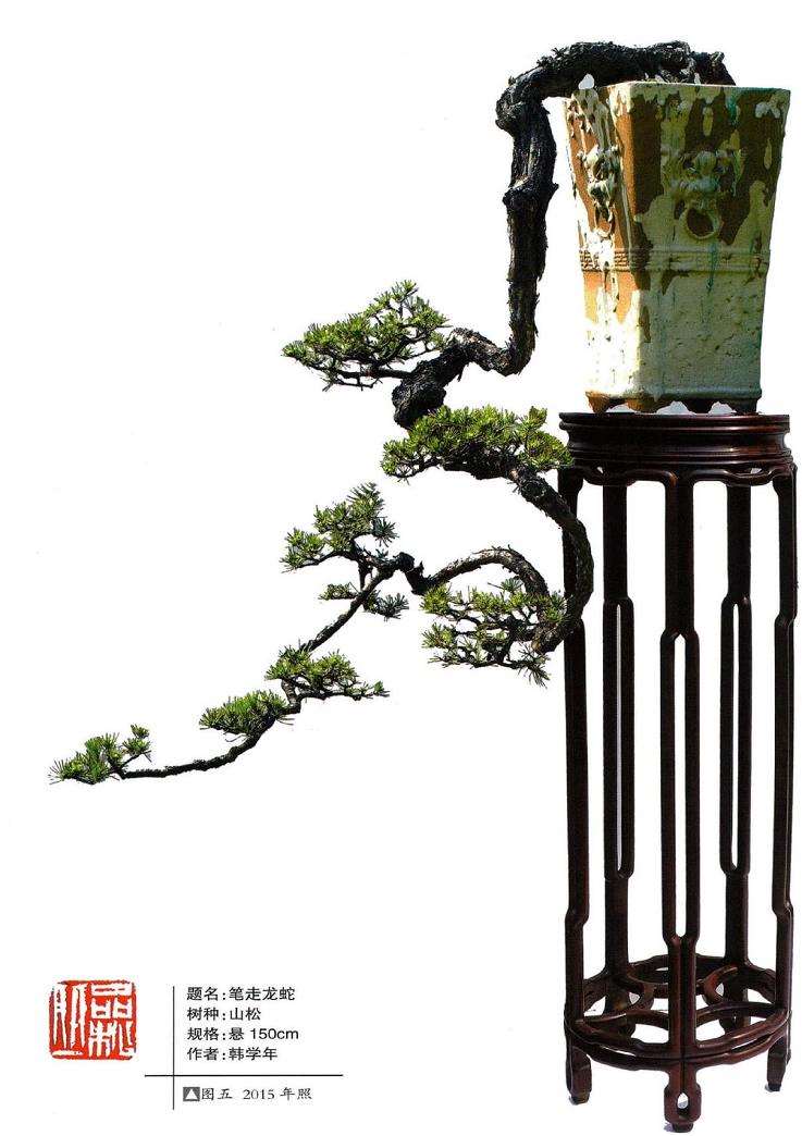 图解 悬崖盆景制作的5个要点