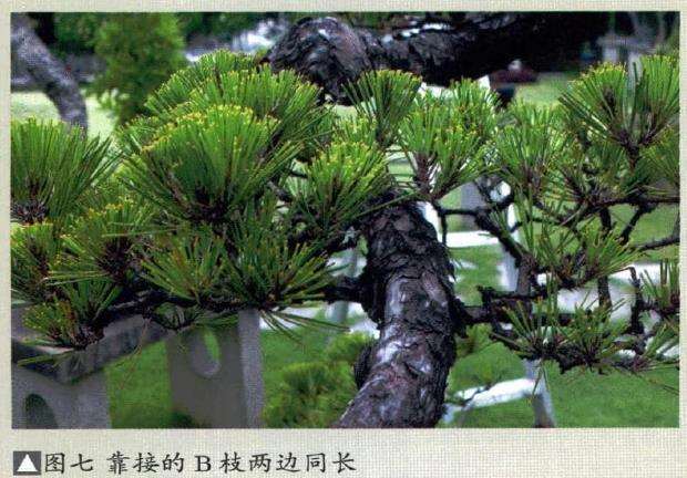 图解 悬崖盆景制作的5个要点