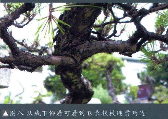 图解 悬崖盆景制作的5个要点