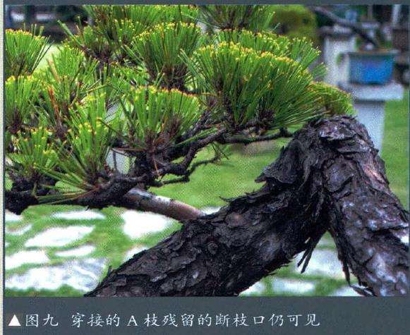 图解 悬崖盆景制作的5个要点