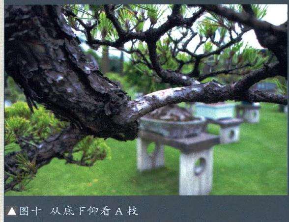 图解 悬崖盆景制作的5个要点