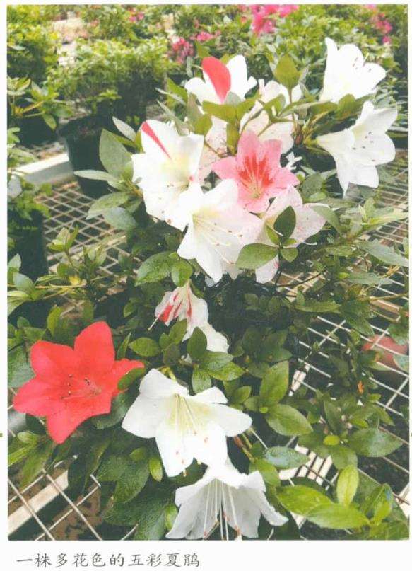 夏鹃有什么生长习性与怎么栽培繁殖