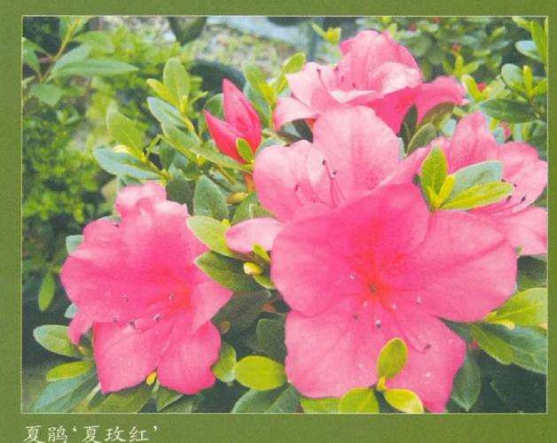 夏鹃怎么园林绿化和盆栽盆景的方法