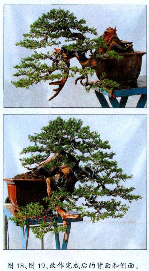 图解 对台湾真柏盆景怎么制作的20过程