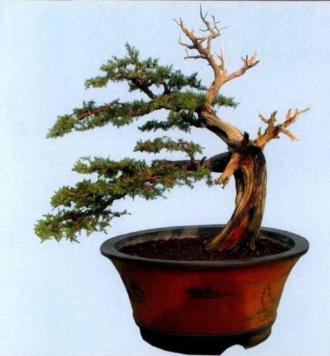 图解 枯干式圆柏盆景怎么制作的9个过程