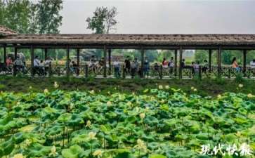 2020年 六合池杉湖荷花文化旅游节