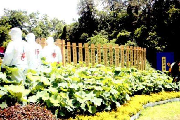 第34届全国荷花展园艺展区欣赏 上