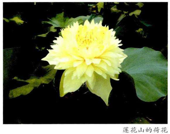 2020年 第34届番禺莲花山全国荷花展