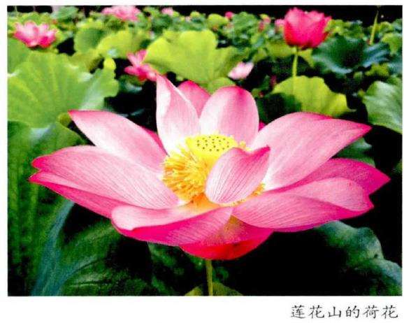 2020年 第34届番禺莲花山全国荷花展