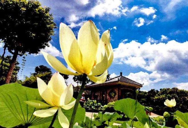 2020年 第34届番禺莲花山全国荷花展