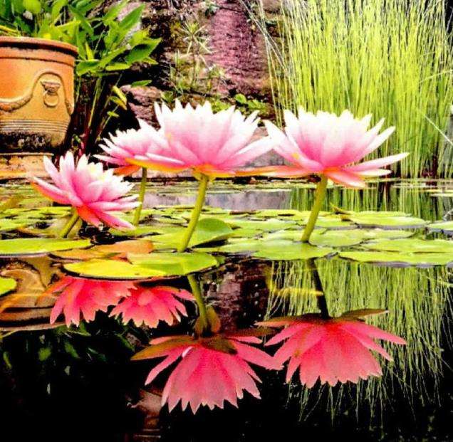 2020年 第34届番禺莲花山全国荷花展