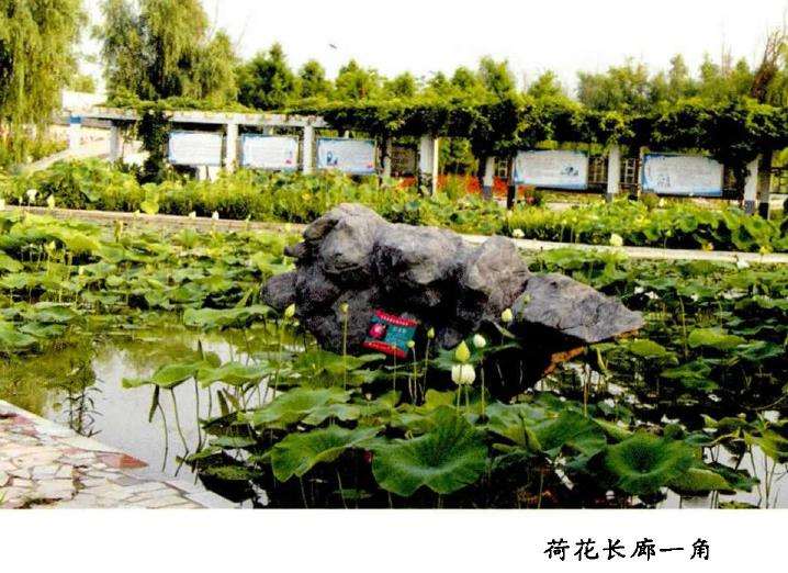 为什么荷艺莲苑为全球最大的荷花基地