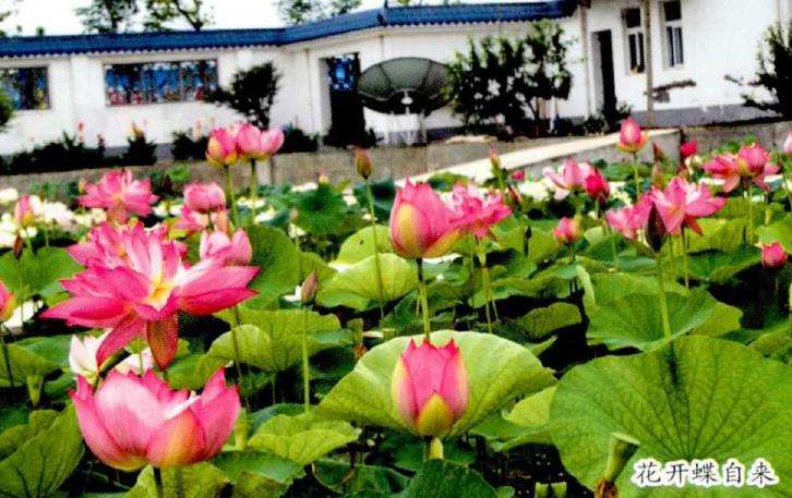 为什么荷艺莲苑为全球最大的荷花基地
