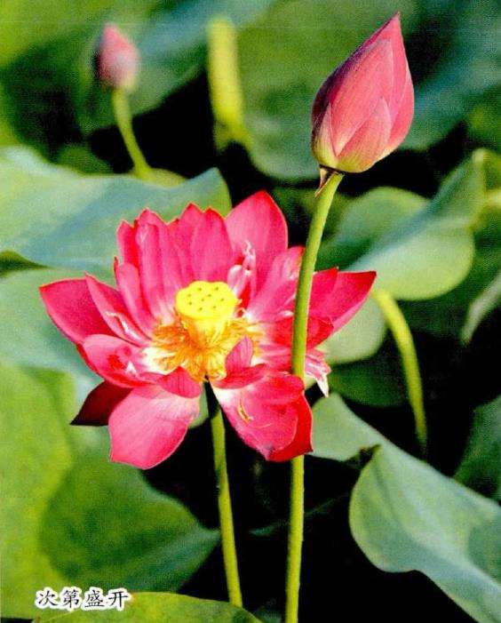 为什么荷艺莲苑为全球最大的荷花基地