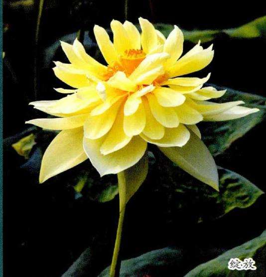 为什么荷艺莲苑为全球最大的荷花基地