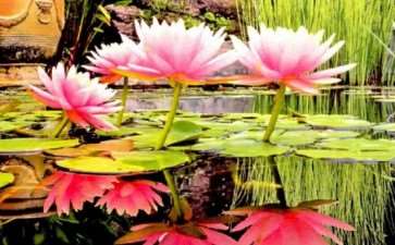 为什么荷艺莲苑为全球最大的荷花基地